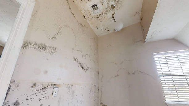 Best Crawl Space Mold Remediation  in Cross Lanes, WV