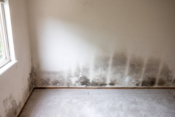 Best Residential Mold Inspection & Testing  in Cross Lanes, WV